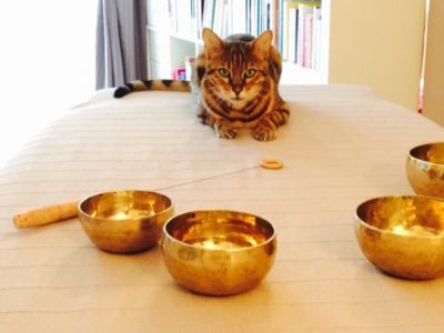 Mon chat Kookaï qui a été le premier a profiter de mes soins, on le voit sur ma table de massage avec des bols chantants et mon tensor, des outils utiliser dans mes soins pour les animaux